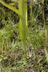 Yellow fringed orchid